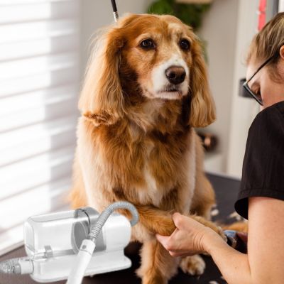 Aspirateur de toilettage chien | ToutouTurbo™