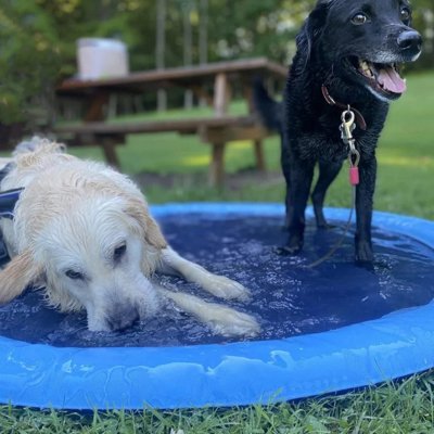 Piscine Gonflable pour Chien | pataugeoire Pooch™