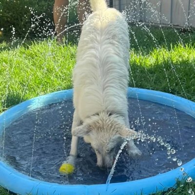 Piscine Gonflable pour Chien | pataugeoire Pooch™