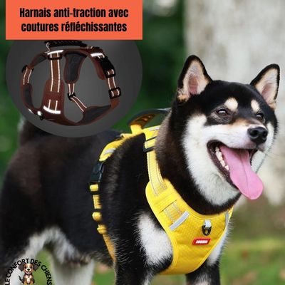 Harnais anti traction chien | Elite™